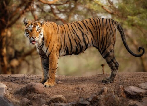 https://trainpalaceonwheels.com/case/sawai-madhopur-and-ranthambore-a-journey-into-the-wild/