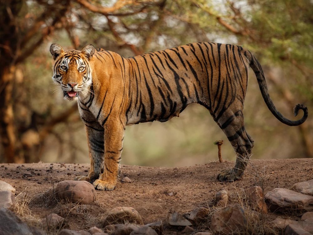 https://trainpalaceonwheels.com/case/sawai-madhopur-and-ranthambore-a-journey-into-the-wild/