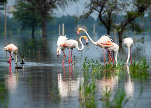 Bharatpur: Keoladeo Ghana National Park, a UNESCO World Heritage Site